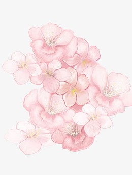 手绘插画樱花