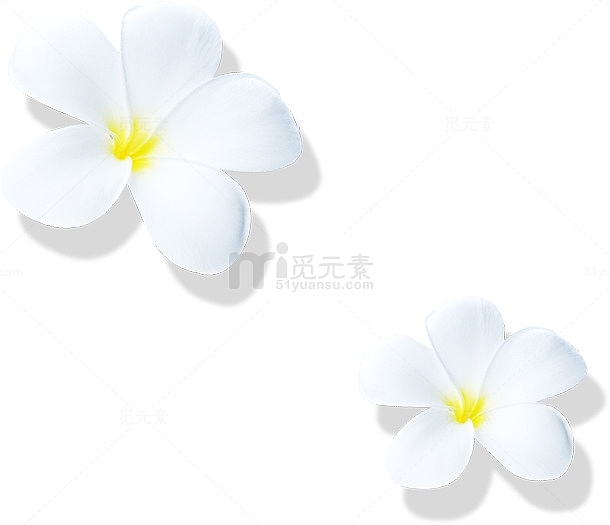 白色简约花朵装饰节日