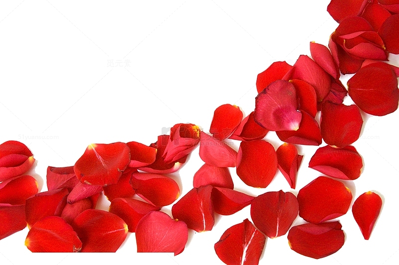 情人节妇女节三八节花瓣