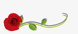 玫瑰花