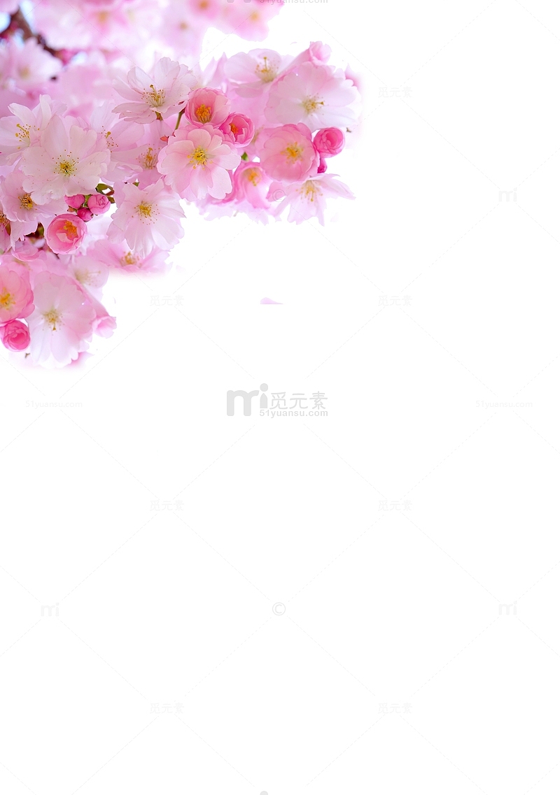 日本粉色清新樱花