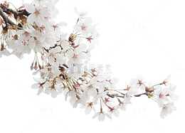 白色的桃花