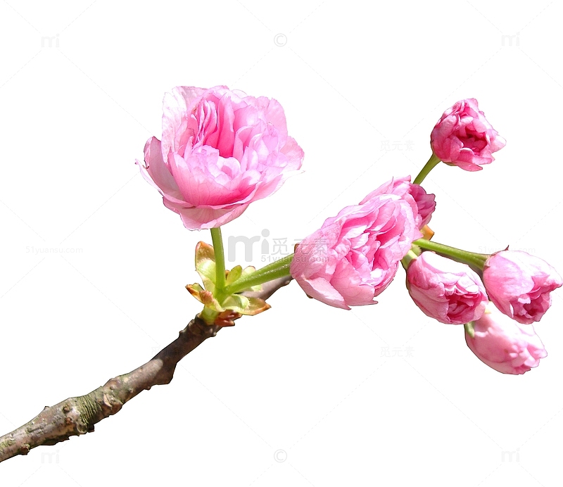 粉色樱花