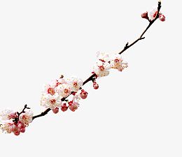 一支樱花