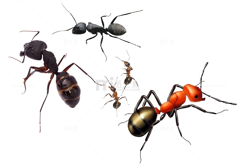 一群小蚂蚁