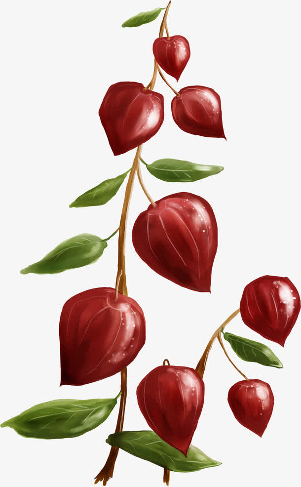 手绘红色灯笼花植物