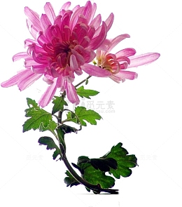 清新粉色夏季菊花装饰
