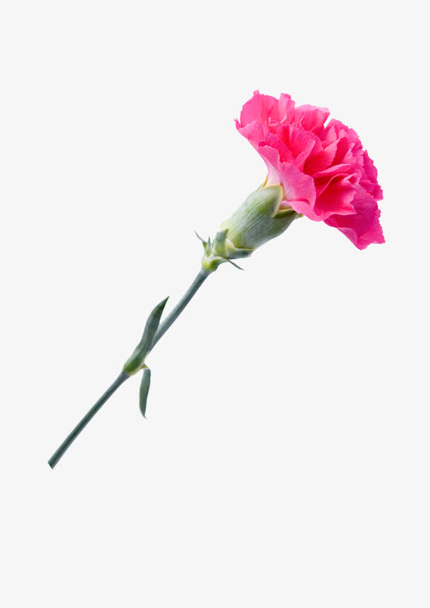 康乃馨免抠素材免费下载_觅元素51yuansu.com