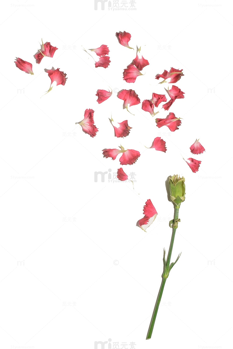 康乃馨花瓣