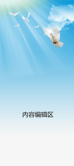 阳光下的白鸽