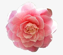 在阳光下的粉色娇艳山茶花