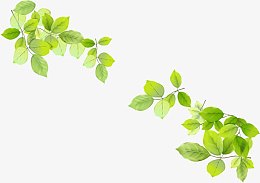 春日嫩绿自然树叶