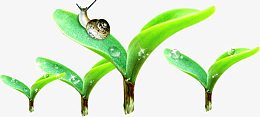 绿色露珠树叶蜗牛嫩芽