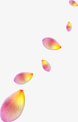 漂浮花瓣