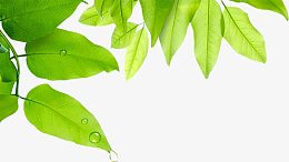 嫩绿卡通春天树叶