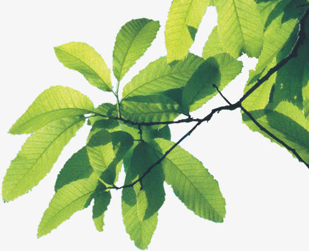 清新春天树叶造型美景