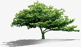 绿色园林景观植物树影