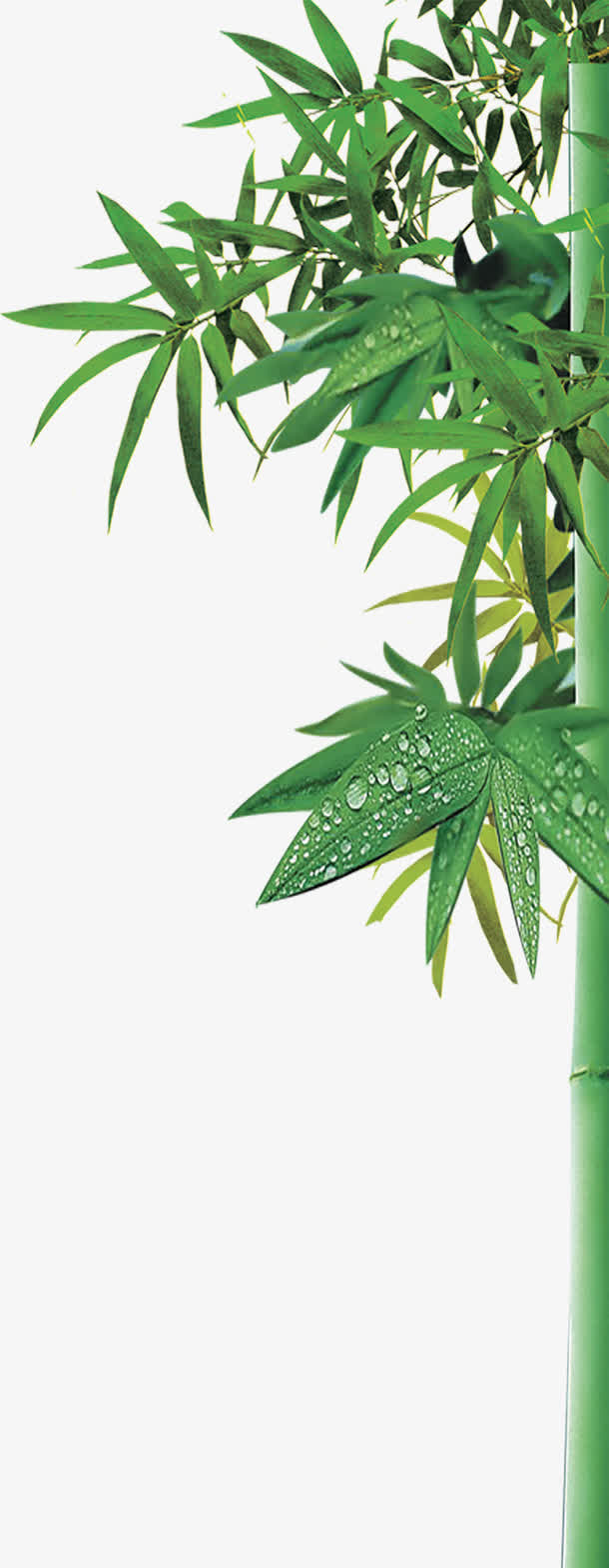 高清绿色野外竹林装饰免抠素材免费下载_觅元素51yuansu.com