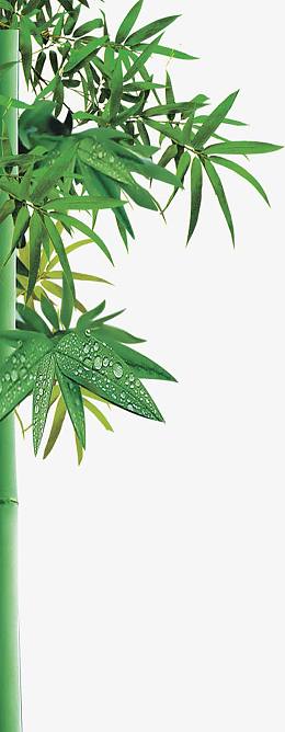 高清绿色野外竹林水滴