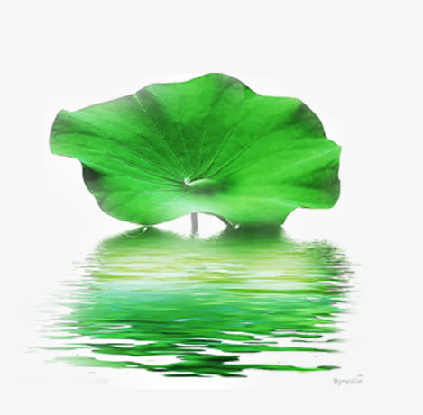 荷叶专辑素材免费下载_觅元素