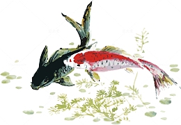 国画锦鲤