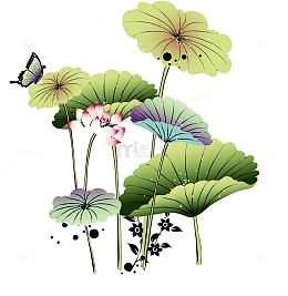 莲花 荷花