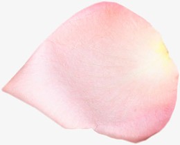 透明花瓣花瓣插画