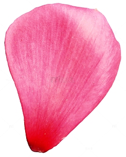 心形花瓣透明花瓣素材