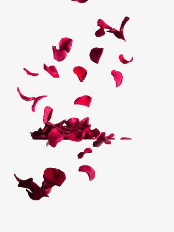 红色玫瑰花瓣飘落