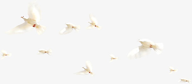 飞翔鸟群春天白鸽