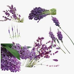 薰衣草免扣素材大全