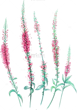 薰衣草