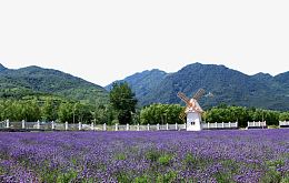 郊外薰衣草庄园