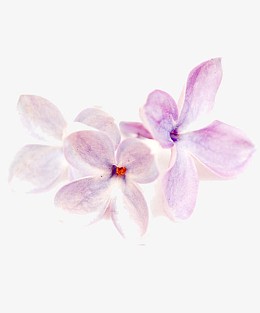 南方花卉