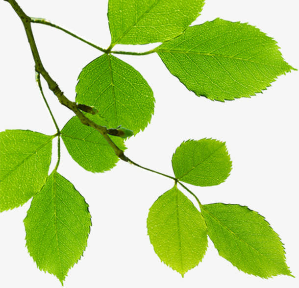 春季装饰美化树叶