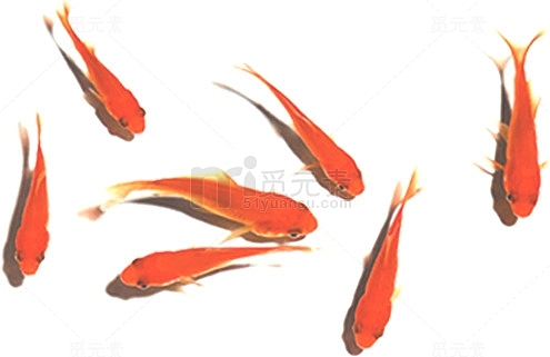 手绘红色古风金鱼