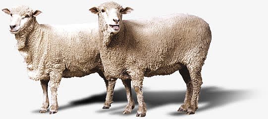春季草原牛羊动物