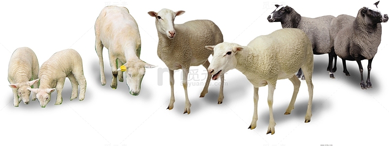 高清春季草原牛羊动物