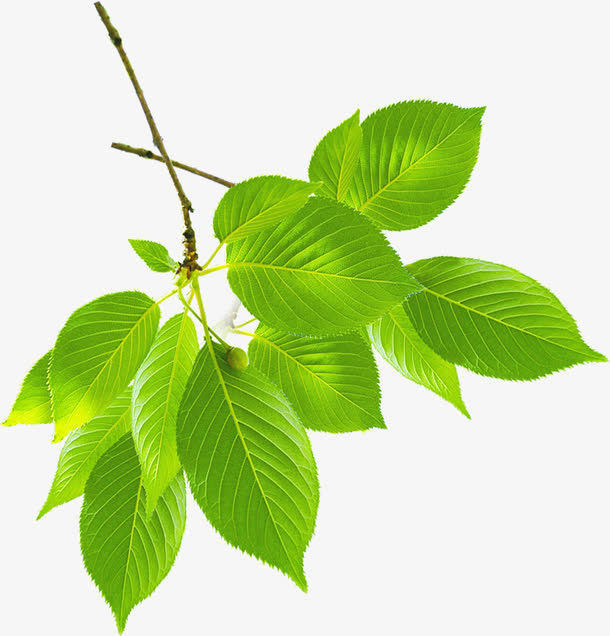 春季文艺植物树叶装饰