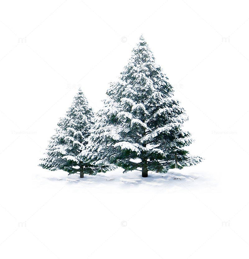雪地里的松树组合