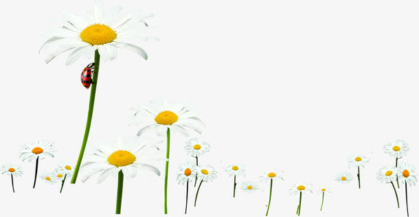 清新春季雏菊昆虫