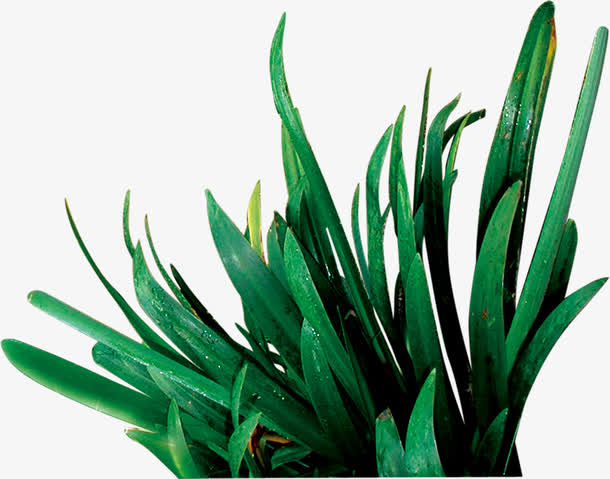 创意绿色的草本植物花卉效果免抠素材免费下载_觅元素51yuansu.com