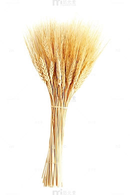 麦子