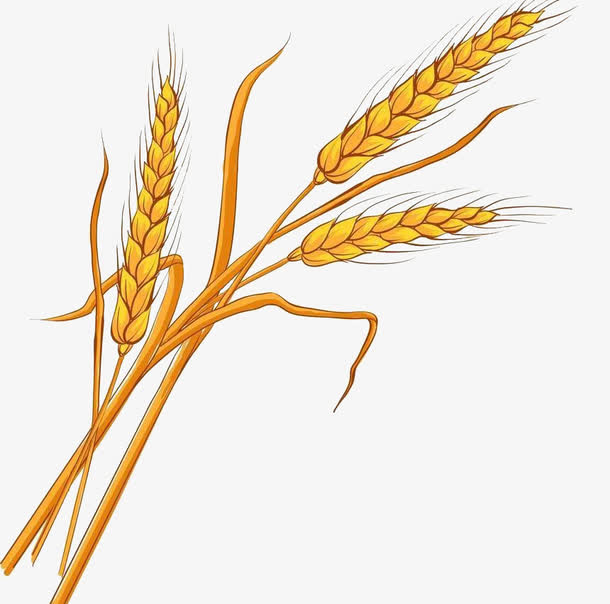 关键词 : 谷物,麦穗,小麦,面粉[声明] 觅元素所有素材为用户免费分享