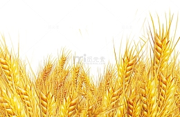 金色麦子燕麦小麦