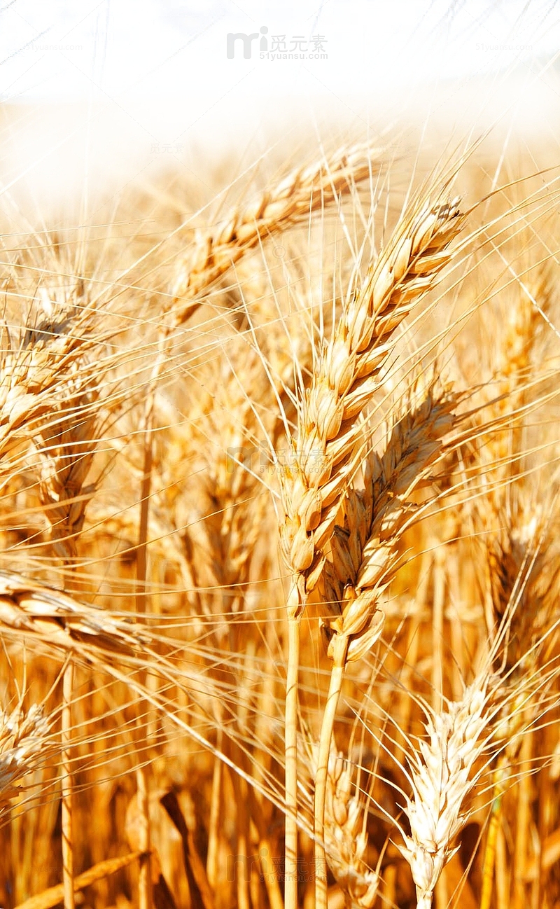 金色小麦稻田图片