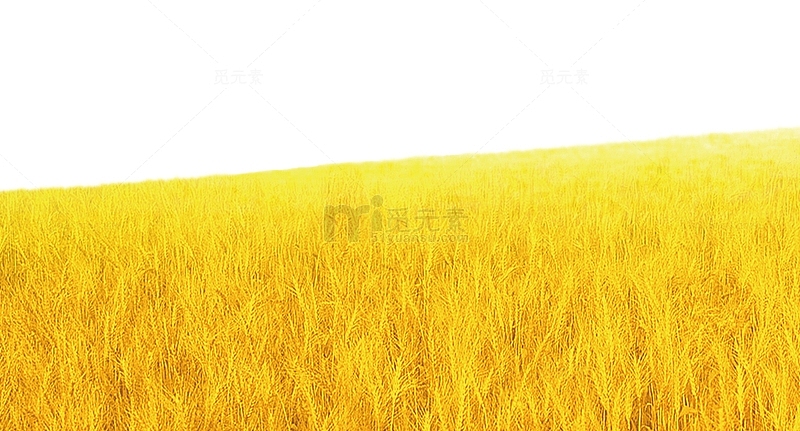 小麦背景素材