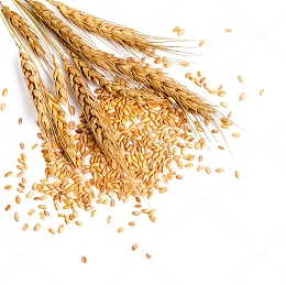 饱满的小麦