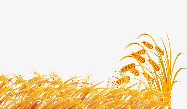 图片png金色麦穗png金色小麦稻田图片png水稻png谷穗素材png成熟的麦