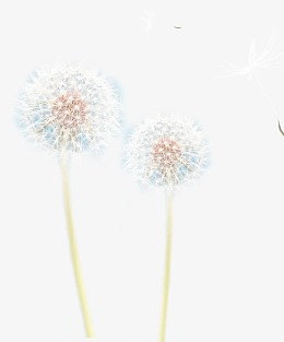 白色艺术蒲公英造型
